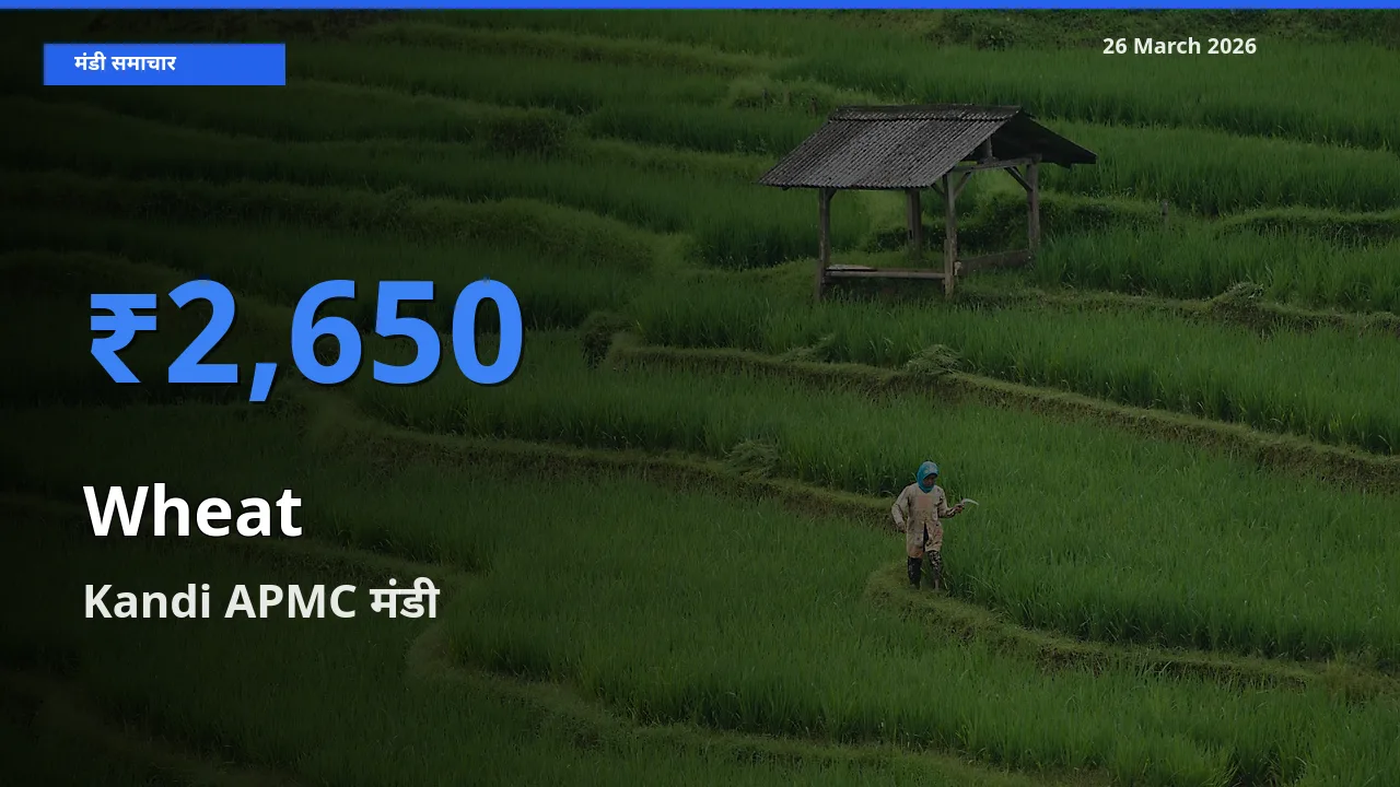 Kandi APMC में गेहूँ का आज सबसे ऊँचा भाव