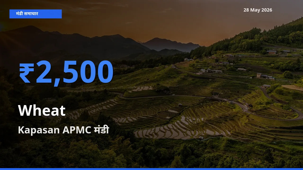 28 May अपडेट: गेहूँ के सबसे ऊँचे दाम Kapasan APMC मंडी में