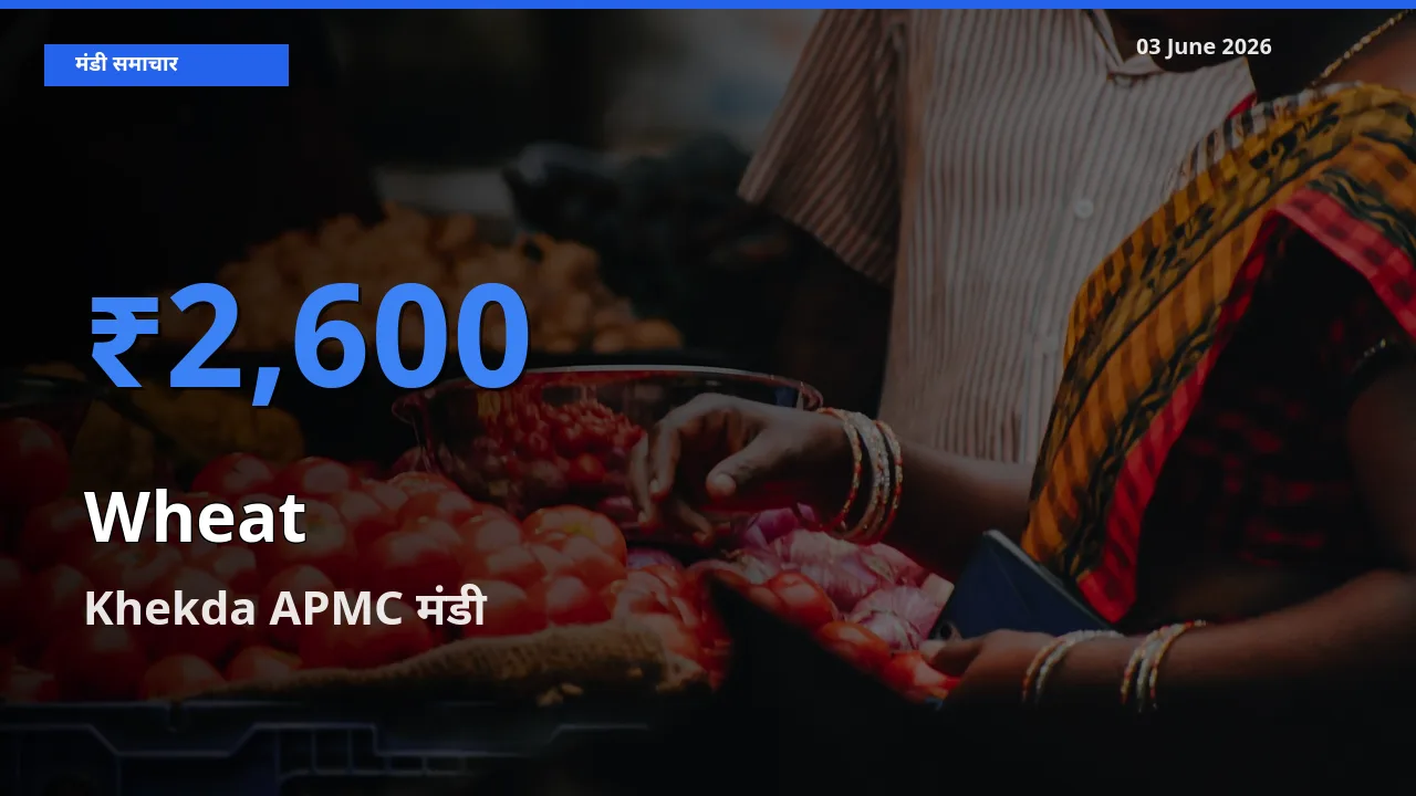 Khekda APMC में गेहूँ का आज सबसे ऊँचा भाव