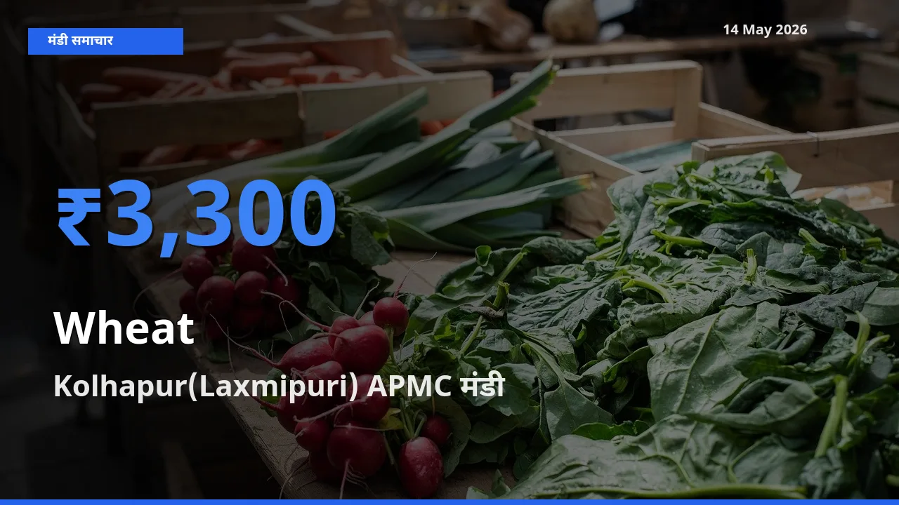 Kolhapur(Laxmipuri) APMC मंडी में आज गेहूँ के सबसे ऊँचे दाम दर्ज