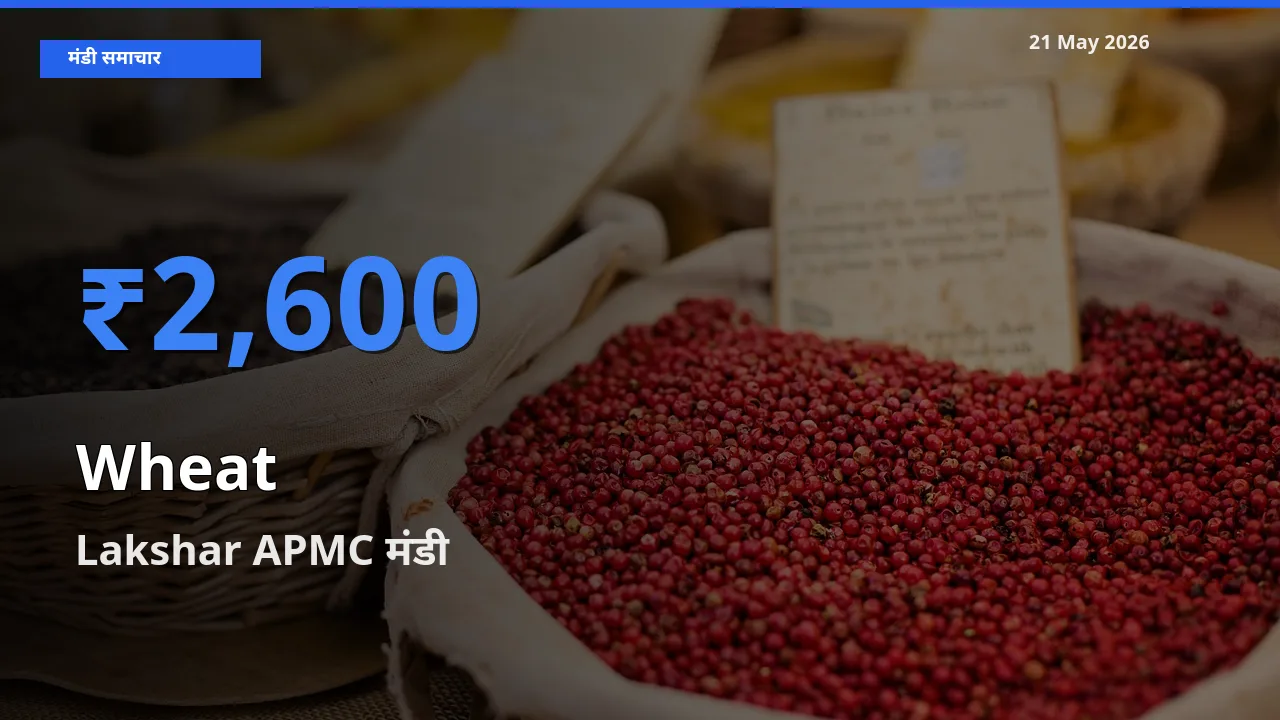 आज गेहूँ के सबसे ज़्यादा दाम Lakshar APMC मंडी में दर्ज