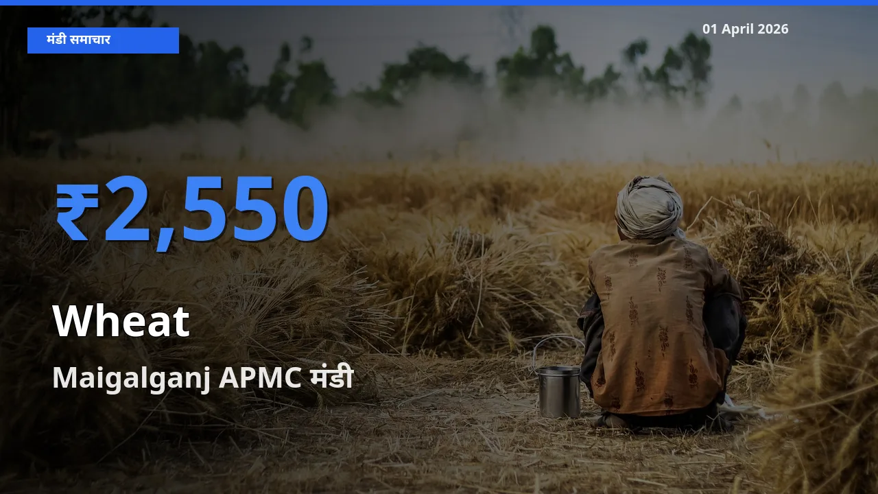 किसानों की पसंद बना Maigalganj APMC, गेहूँ के सबसे अच्छे दाम