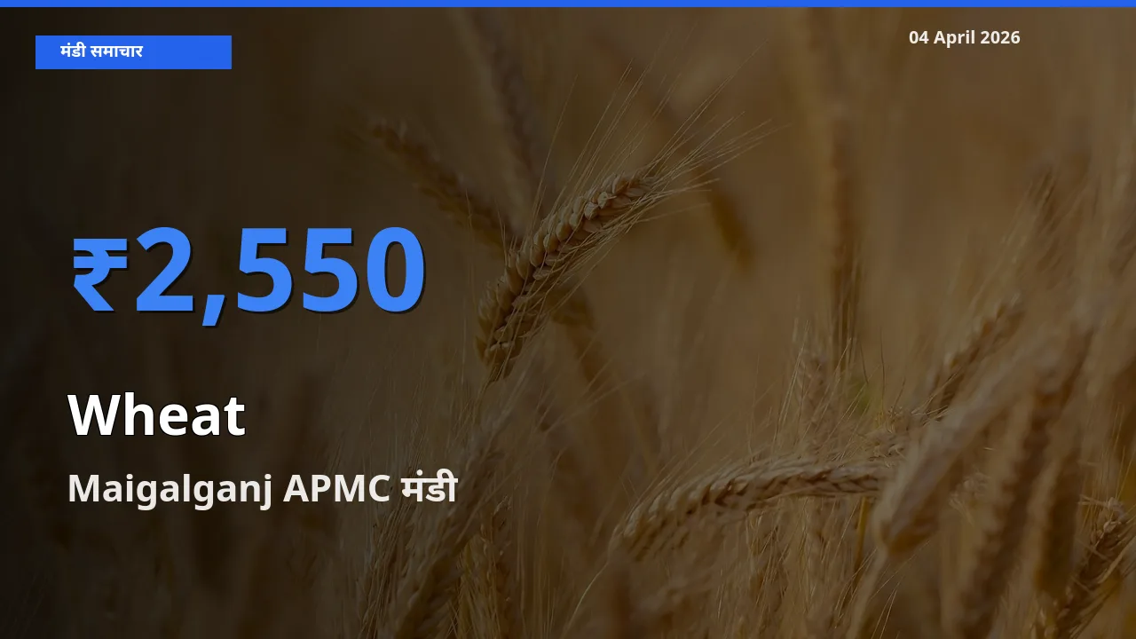 आज का मंडी भाव: गेहूँ के सबसे ज़्यादा दाम Maigalganj APMC में