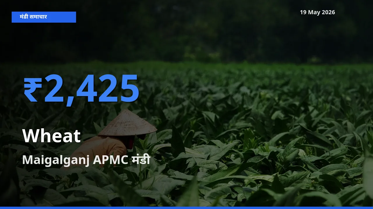Maigalganj APMC में गेहूँ का आज सबसे ऊँचा भाव