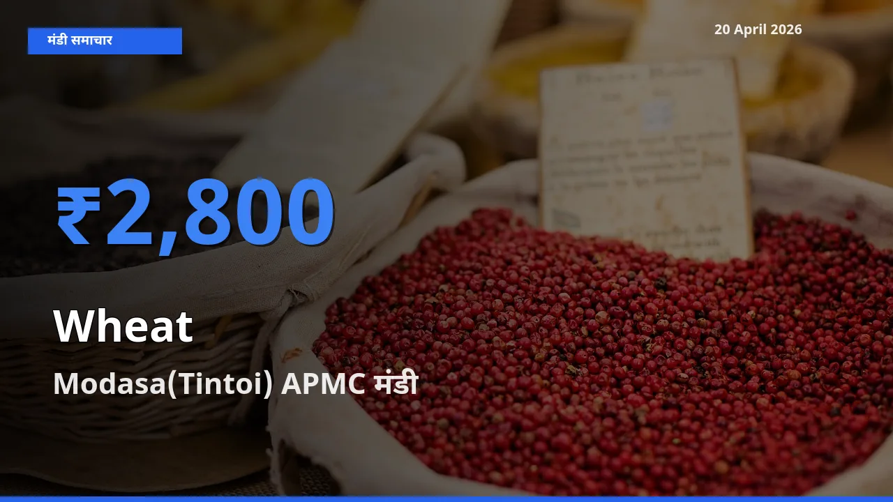 बाज़ार संकेत: Modasa(Tintoi) APMC बना गेहूँ के लिए आज की टॉप मंडी