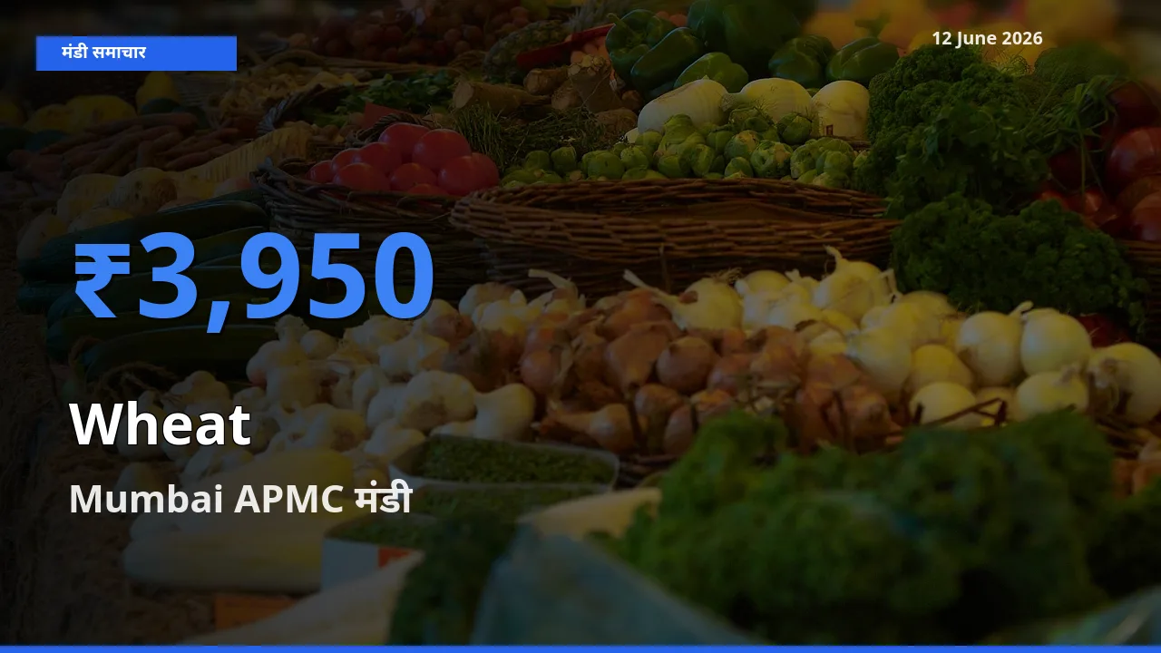 Mumbai APMC मंडी में गेहूँ ₹3,950 पर पहुँचा – आज का सर्वोच्च भाव
