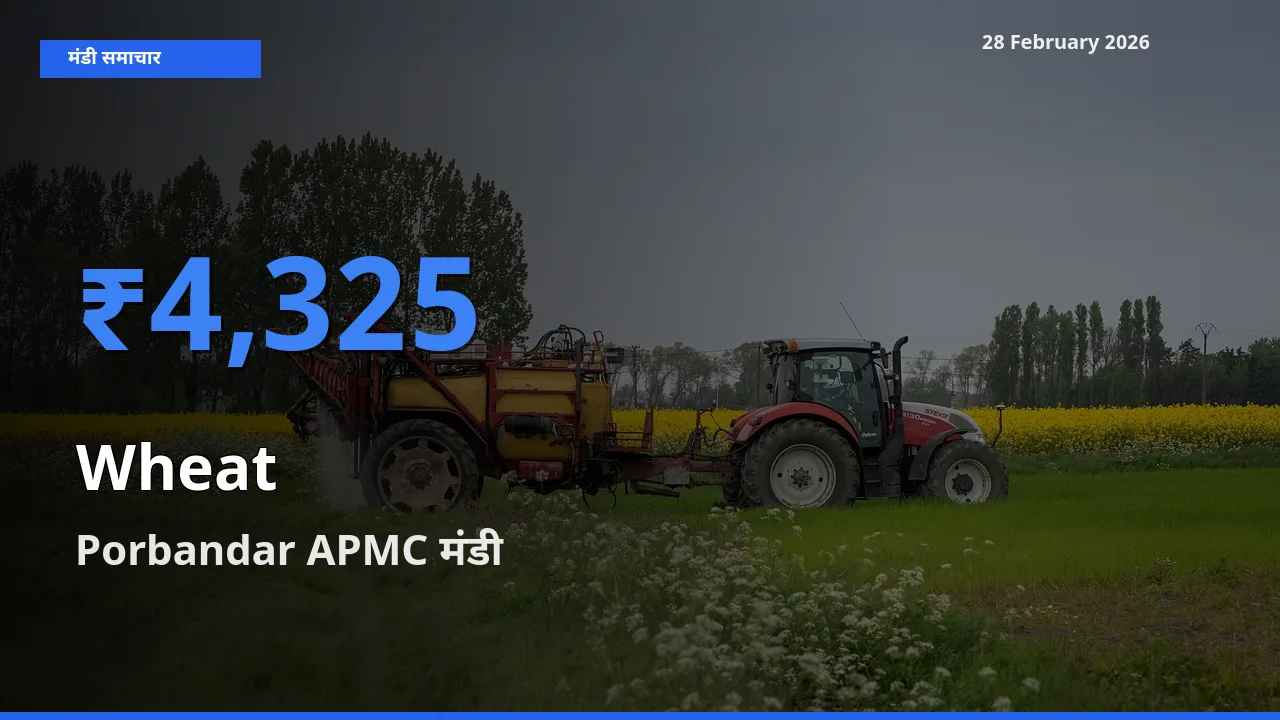 28 February अपडेट: Wheat के सबसे ऊँचे दाम Porbandar APMC मंडी में