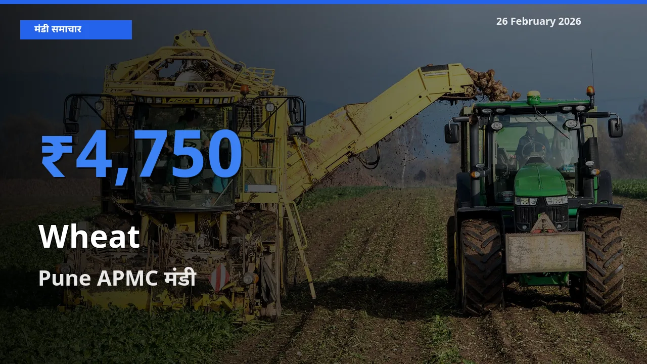 Pune APMC में Wheat का आज सबसे ऊँचा भाव