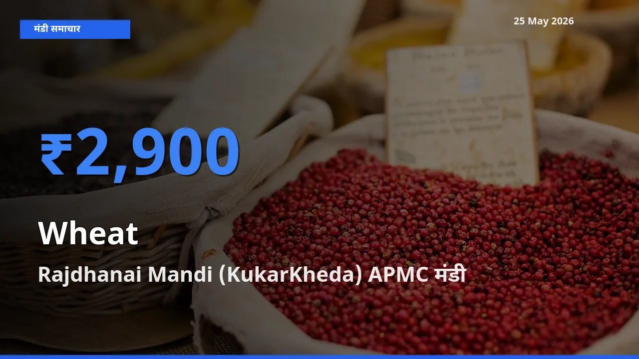Rajdhanai Mandi (KukarKheda) APMC मंडी में आज गेहूँ के सबसे ऊँचे दाम दर्ज