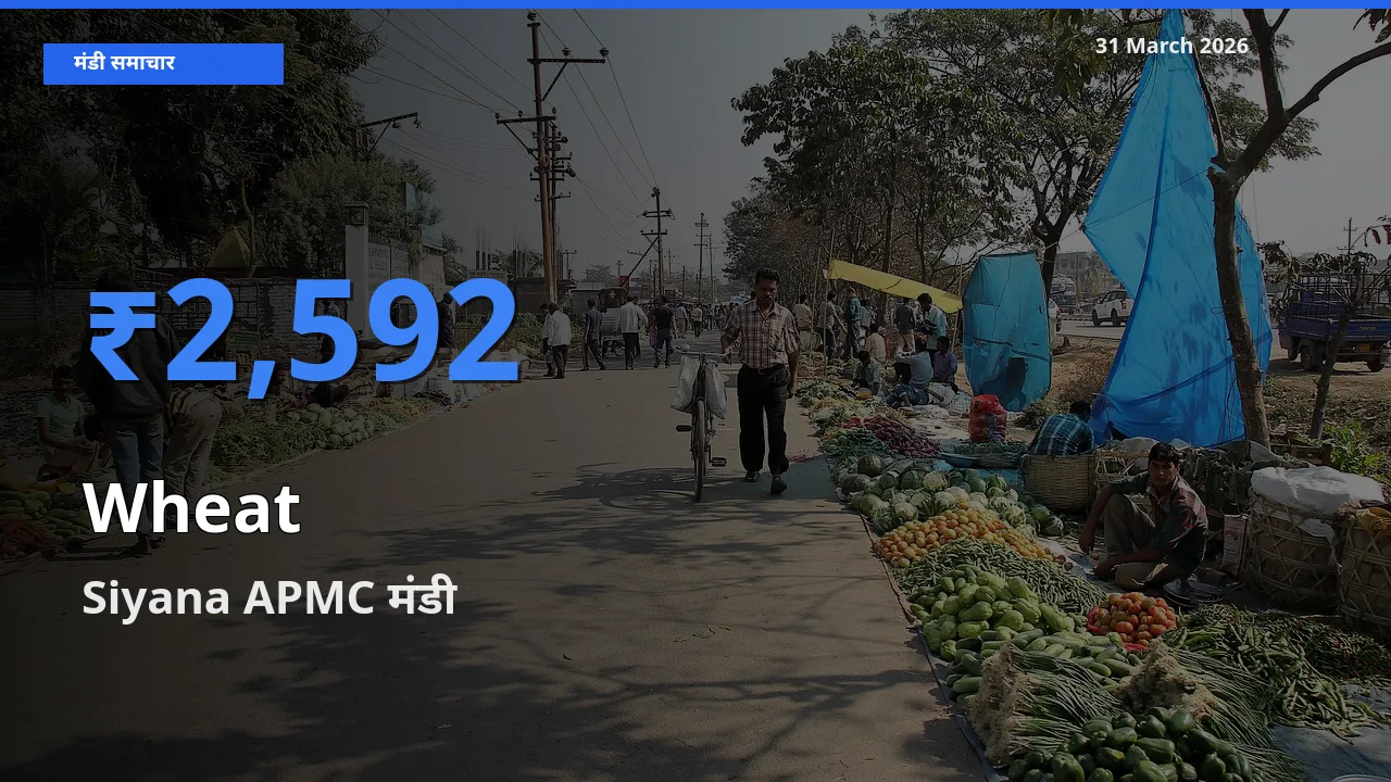Siyana APMC मंडी में आज गेहूँ के सबसे ऊँचे दाम दर्ज
