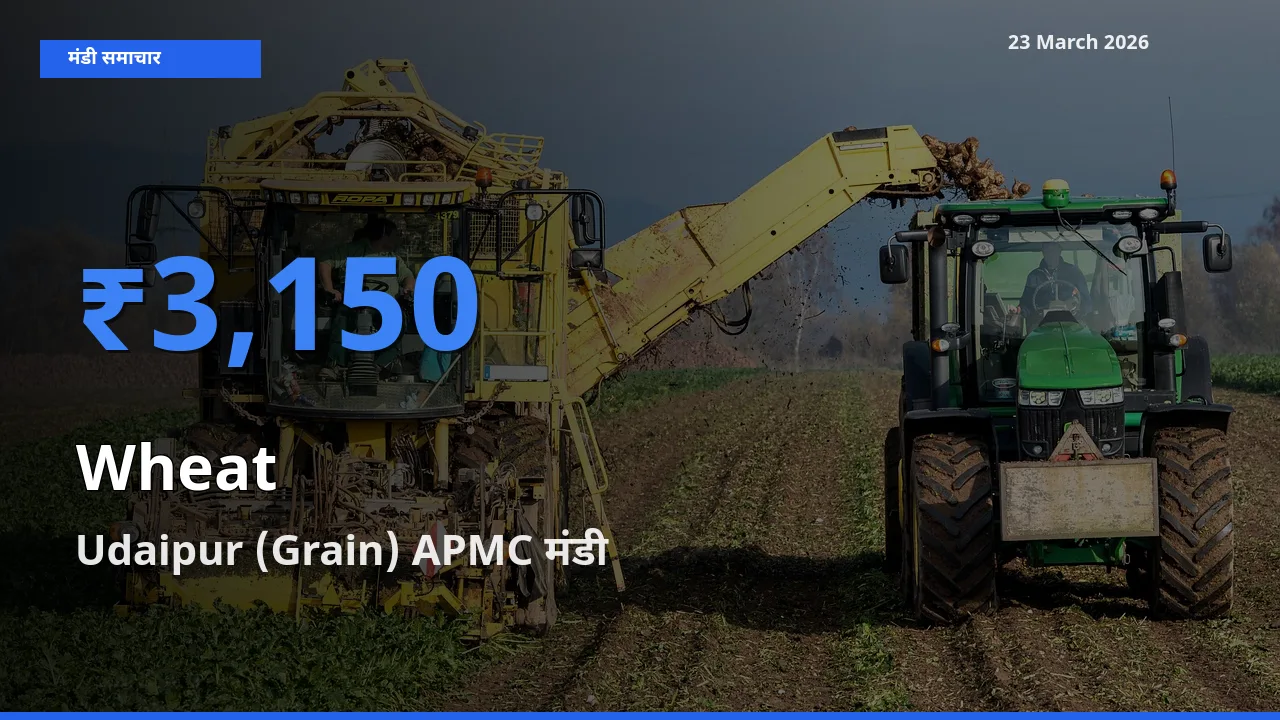 टॉप मंडी बना Udaipur (Grain) APMC! गेहूँ के सबसे ऊँचे दाम यहीं दर्ज