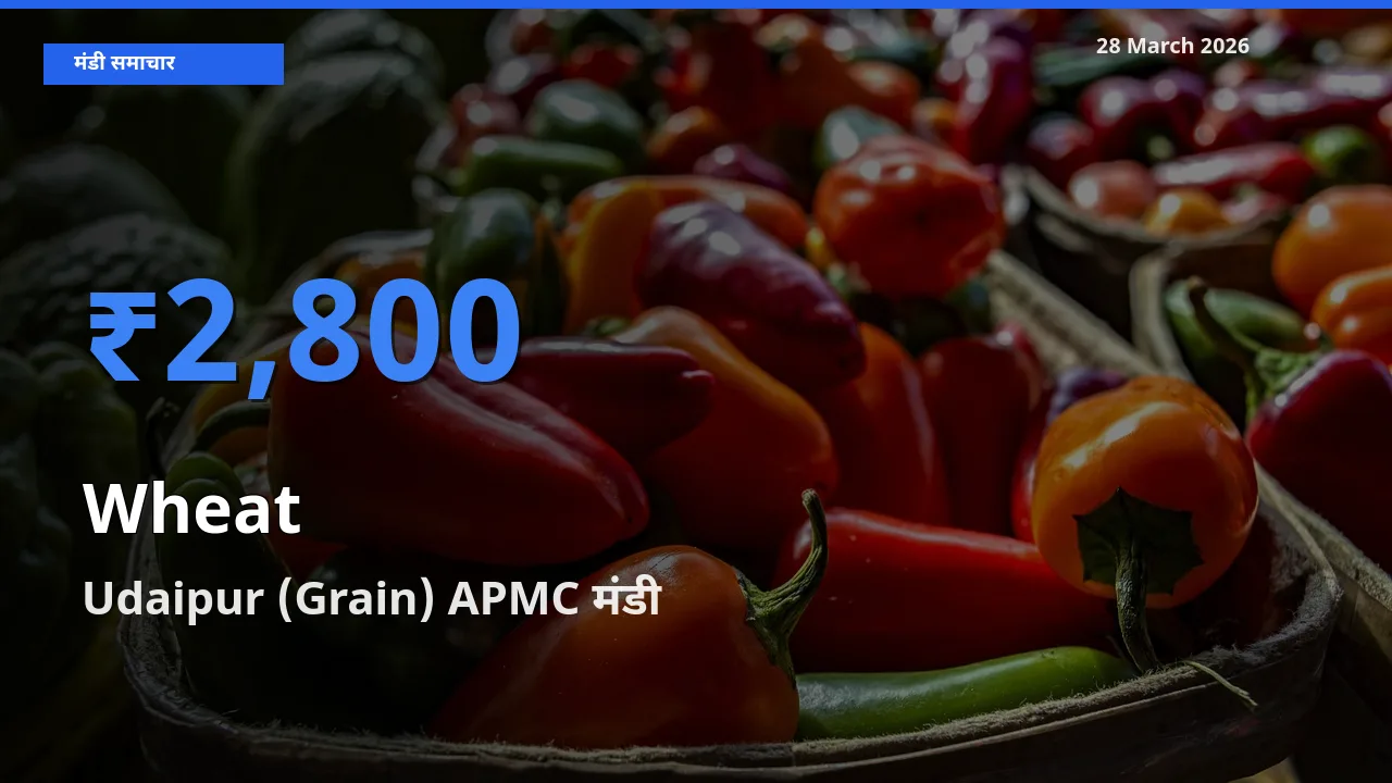 आज गेहूँ के सबसे ज़्यादा दाम Udaipur (Grain) APMC मंडी में दर्ज