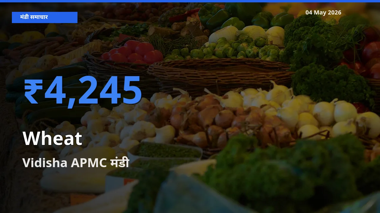 आज गेहूँ के सबसे ऊँचे दाम ₹4,245 Vidisha APMC मंडी में