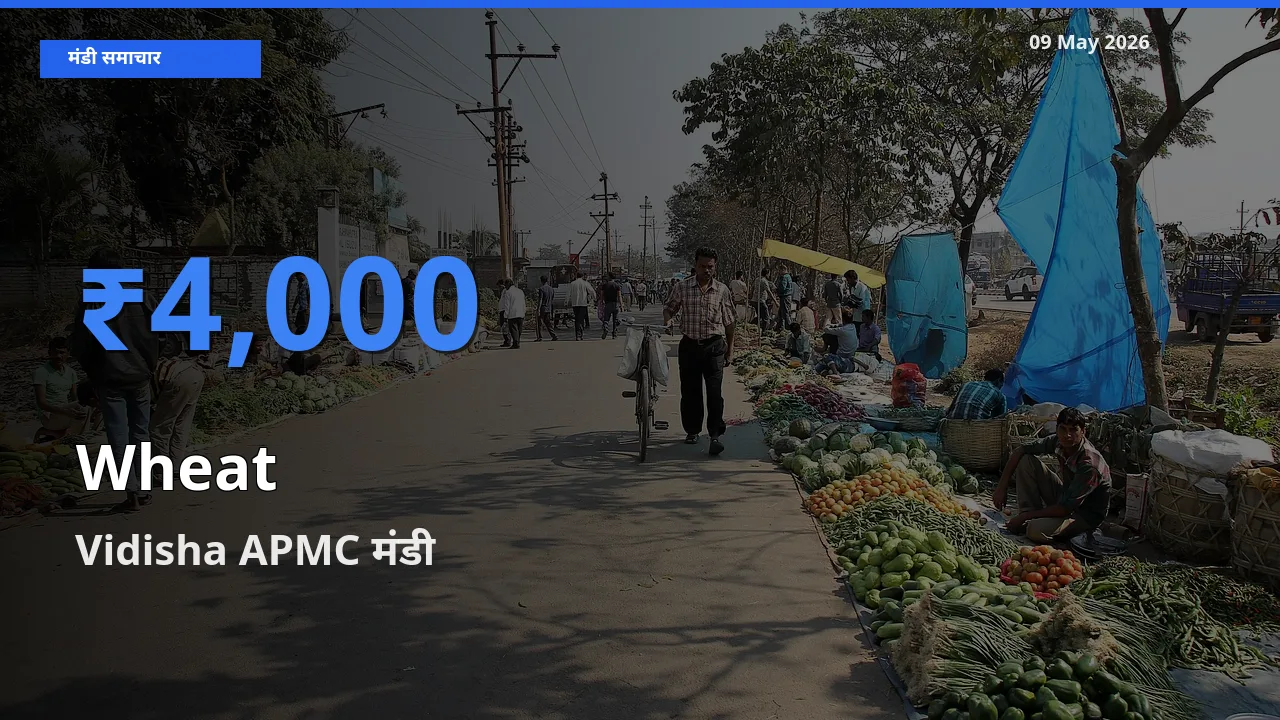 बाज़ार संकेत: Vidisha APMC बना गेहूँ के लिए आज की टॉप मंडी
