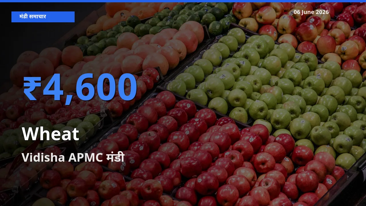 आज गेहूँ के सबसे ऊँचे दाम ₹4,600 Vidisha APMC मंडी में