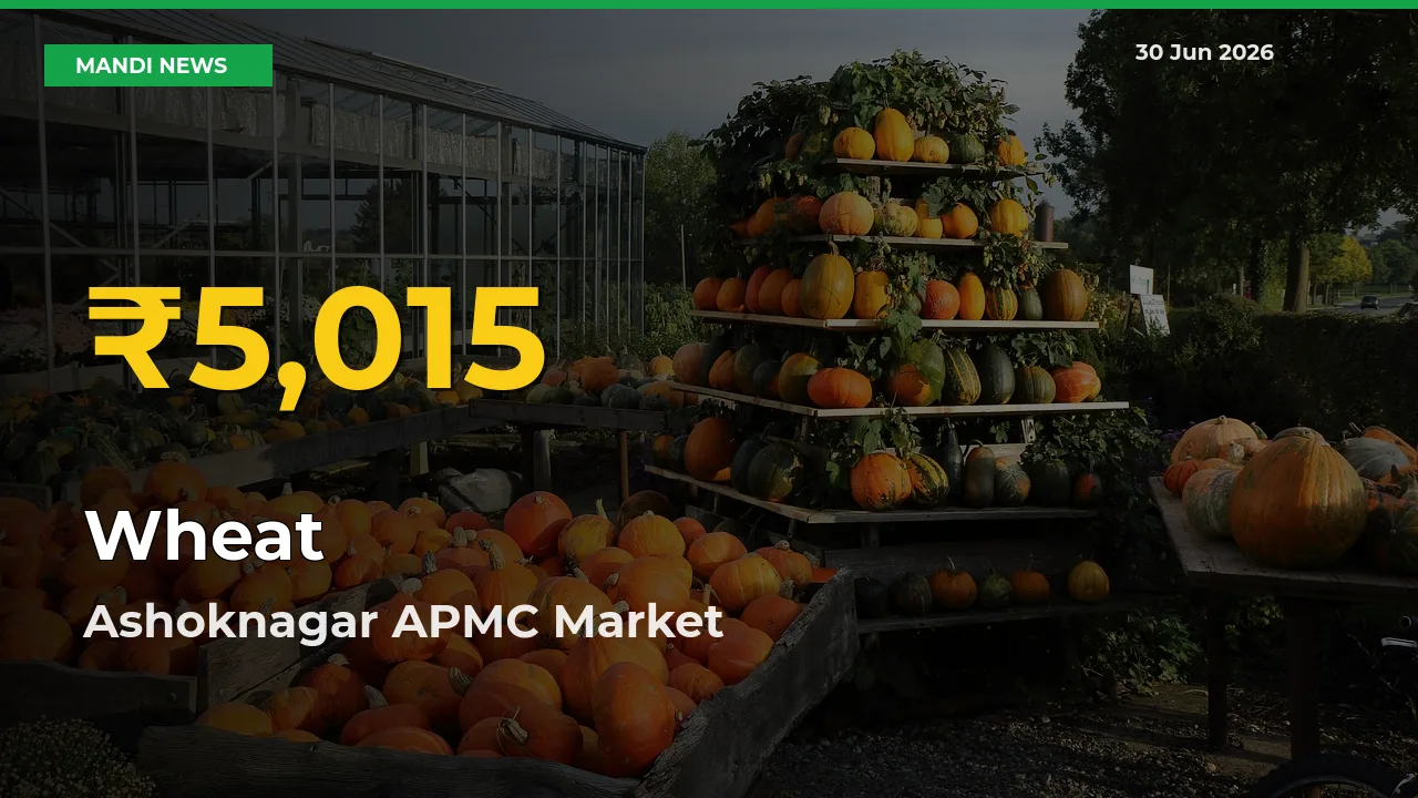 Wheat Price Rally Continues – Ashoknagar APMC Hits Fresh High Today