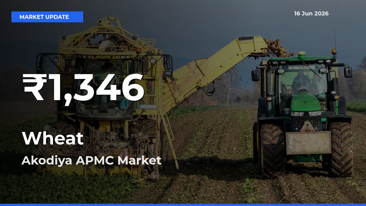 Wheat Prices Touch 30-Day Low in Akodiya APMC – June 16 Update