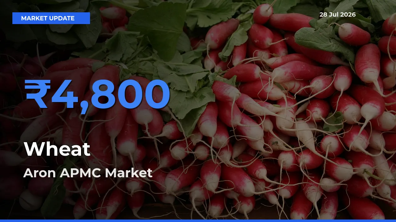 Top Performer! Aron APMC, Guna, Madhya Pradesh Offers Best Wheat Price Today