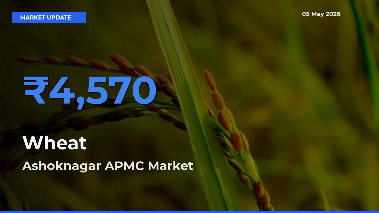 Top Performer! Ashoknagar APMC Offers Best Wheat Price Today