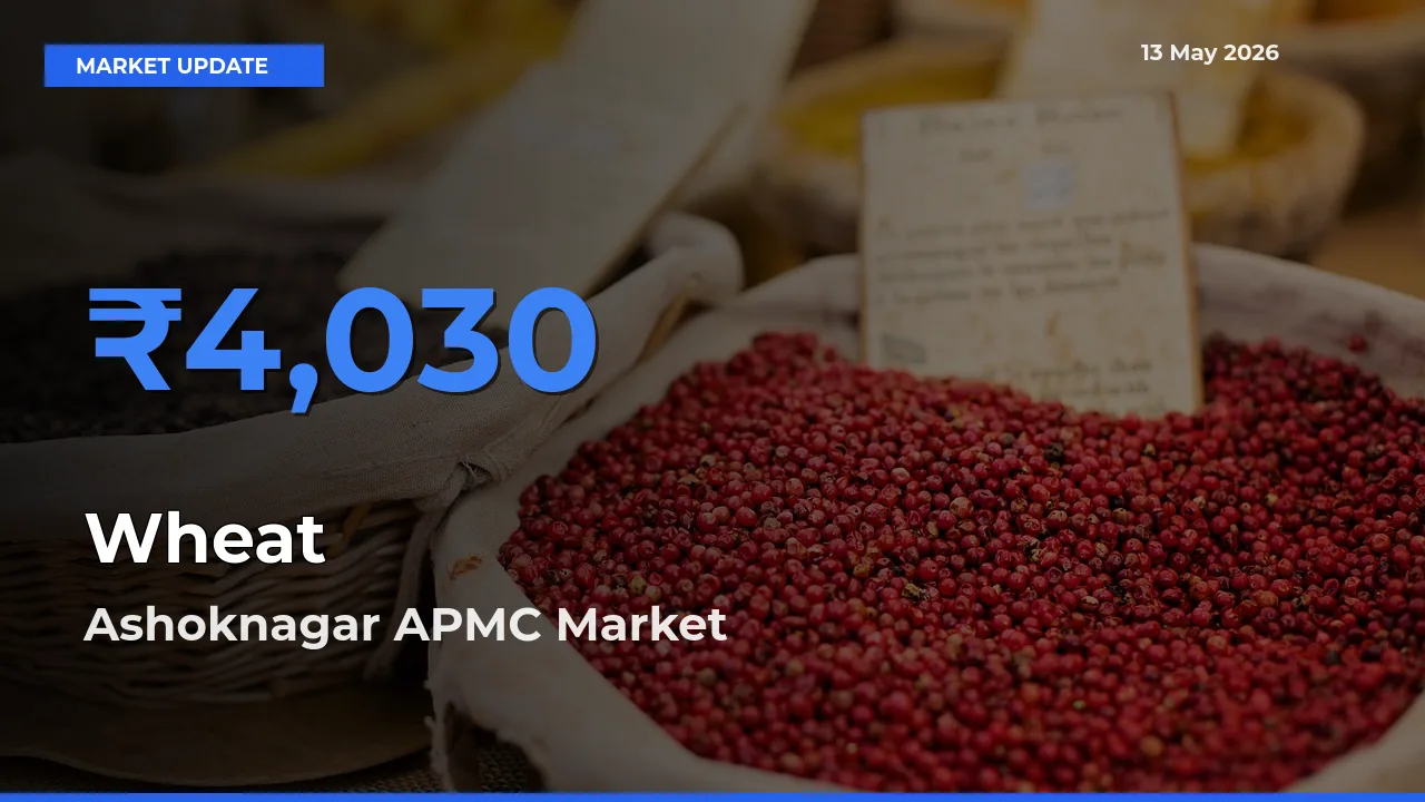 Ashoknagar APMC Leads as Top Mandi for Wheat Prices