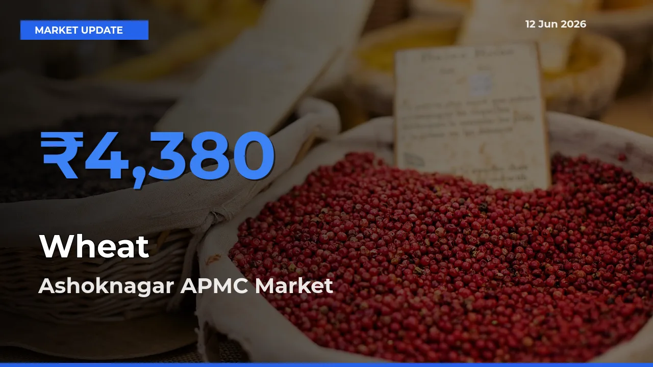 Top Performer! Ashoknagar APMC Offers Best Wheat Price Today