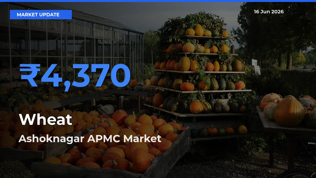 Ashoknagar APMC Tops Wheat Rates – June 16 Market Update