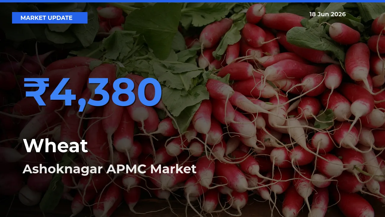 Ashoknagar APMC Offers ₹4,380 – Highest Wheat Rate Today