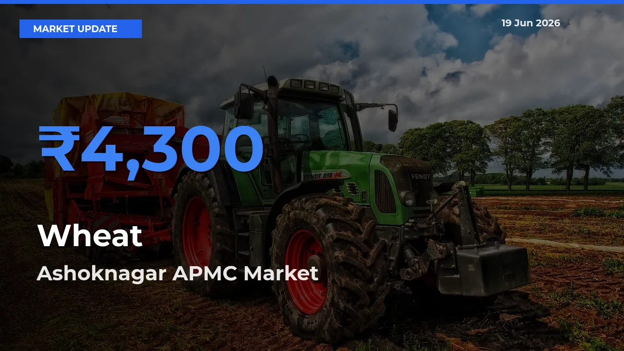 Ashoknagar APMC Tops Wheat Rates – June 19 Market Update