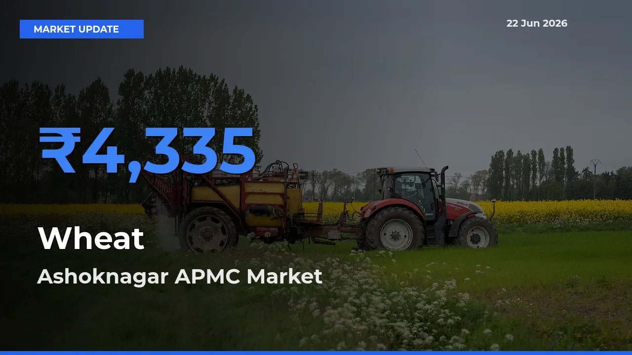 Ashoknagar APMC Offers ₹4,335 – Highest Wheat Rate Today