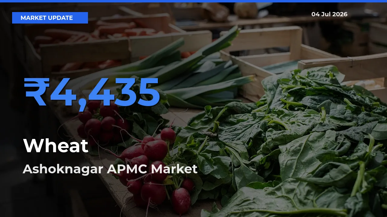 Ashoknagar APMC Tops Wheat Rates – July 04 Market Update