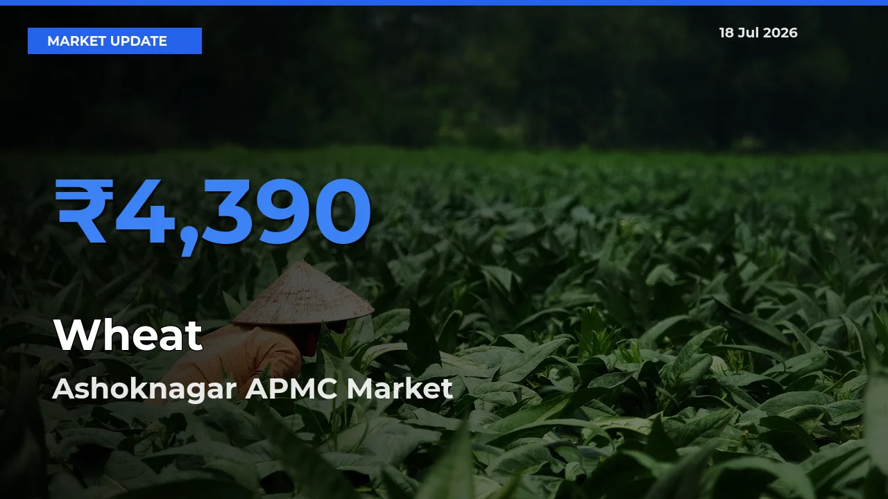 Ashoknagar APMC Leads as Top Mandi for Wheat Prices
