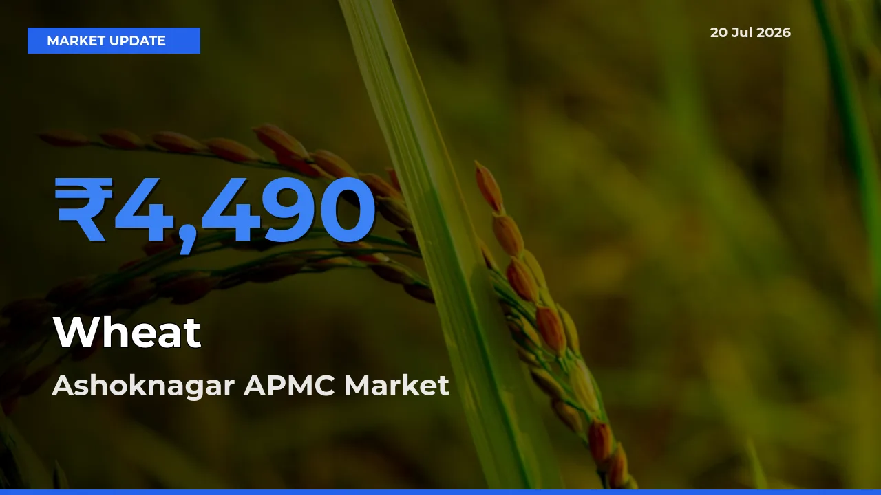 Ashoknagar APMC Tops Wheat Mandi Rates Today