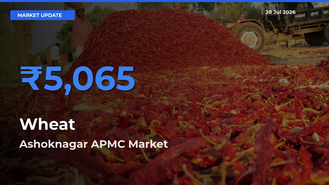 Top Performer! Ashoknagar APMC, Madhya Pradesh Offers Best Wheat Price Today