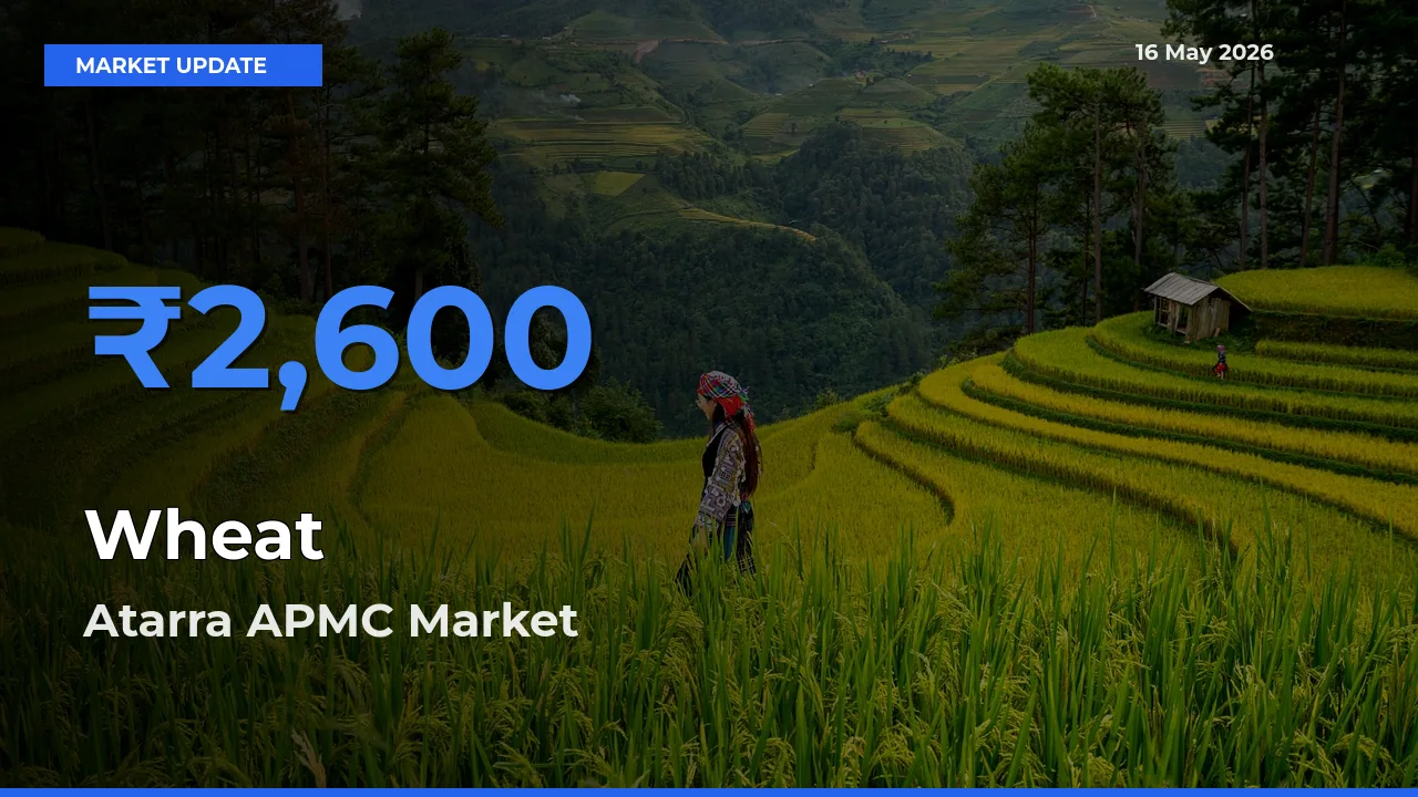 Atarra APMC Tops Wheat Mandi Rates Today