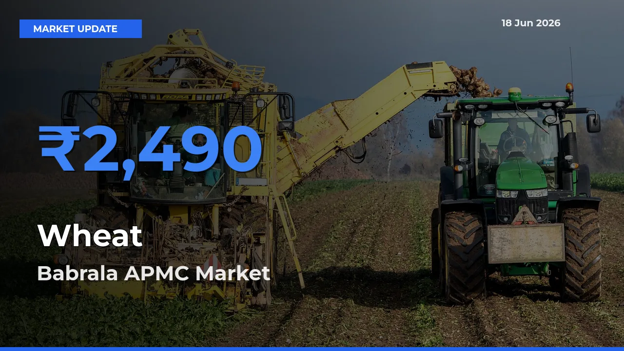 Babrala APMC Emerges as Top Mandi for Wheat Prices Today