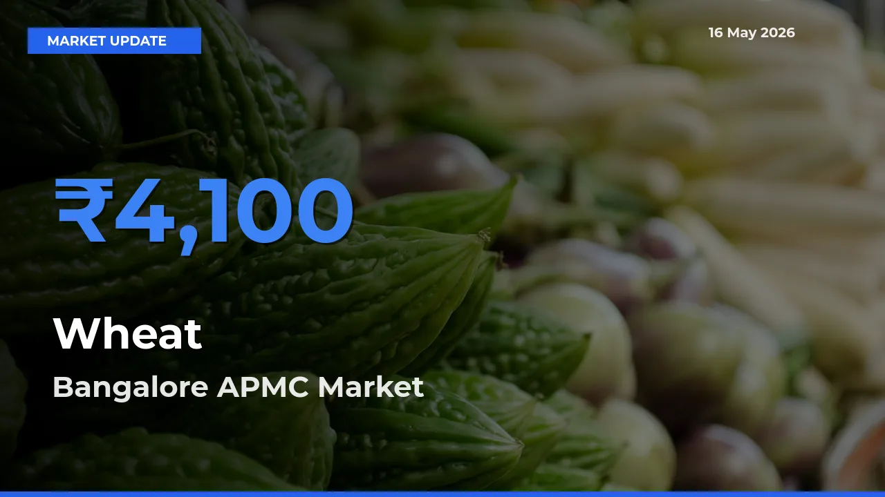 Market Watch: Bangalore APMC Becomes Top Mandi for Wheat