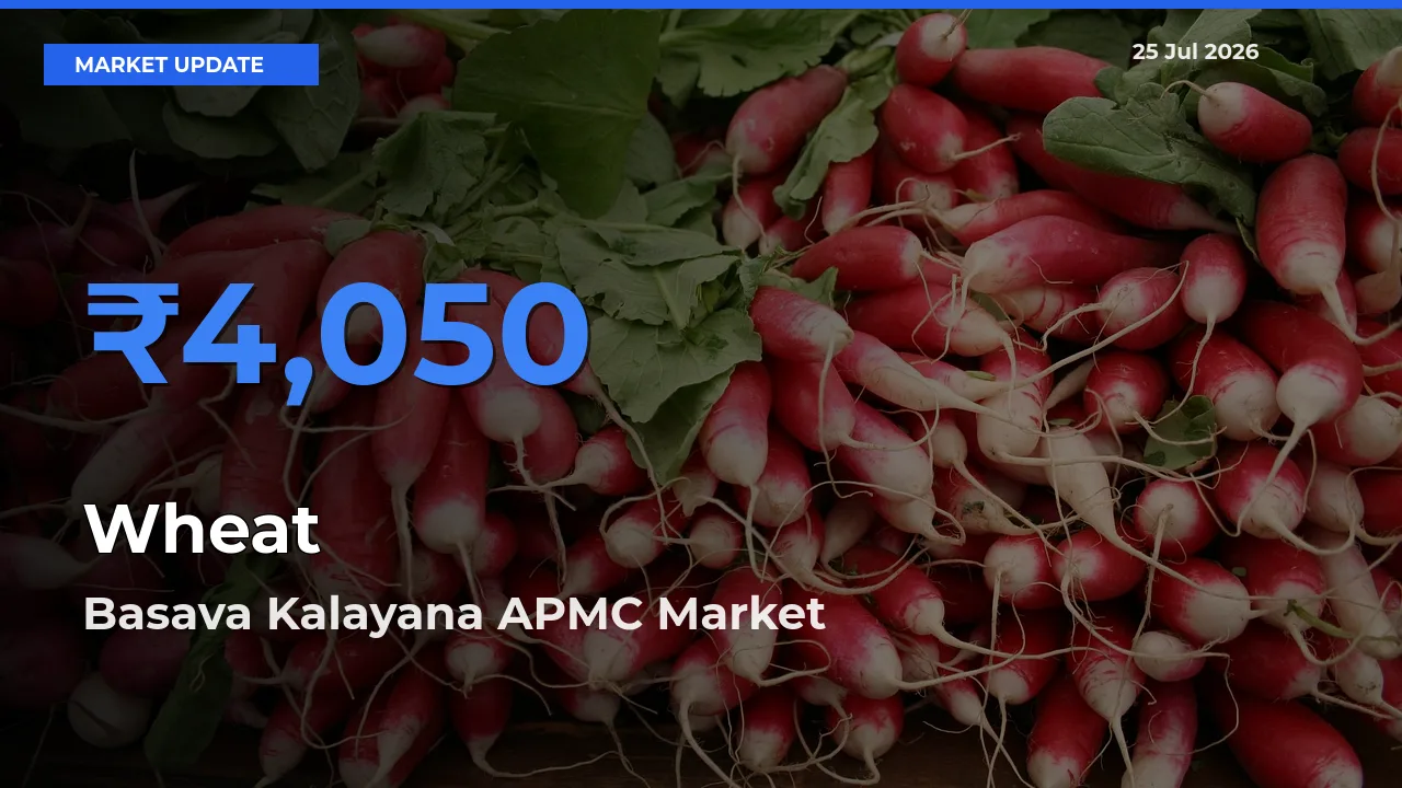 Basava Kalayana APMC Tops Wheat Rates – July 25 Market Update