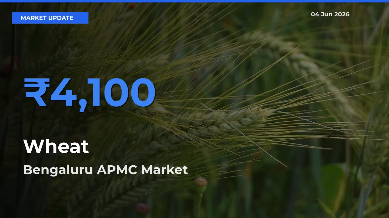 Market Watch: Bengaluru APMC Becomes Top Mandi for Wheat