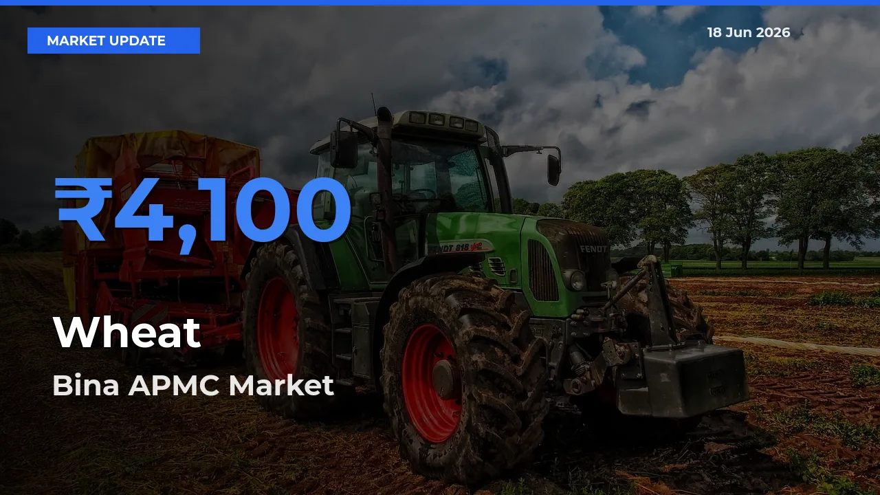 Bina APMC Records Highest ₹4,100 Rate for Wheat