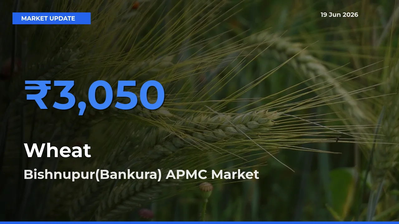Bishnupur(Bankura) APMC Leads as Top Mandi for Wheat Prices