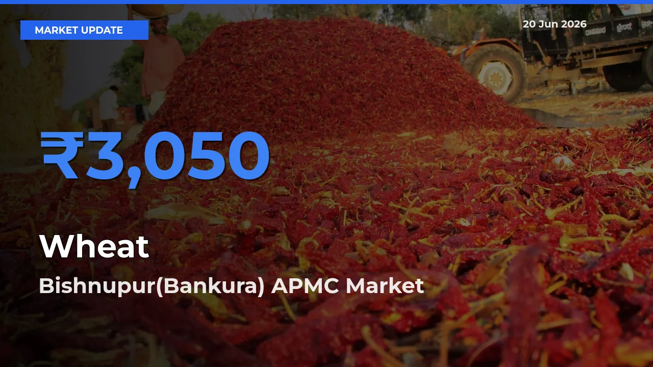 Bishnupur(Bankura) APMC Tops Wheat Mandi Rates Today