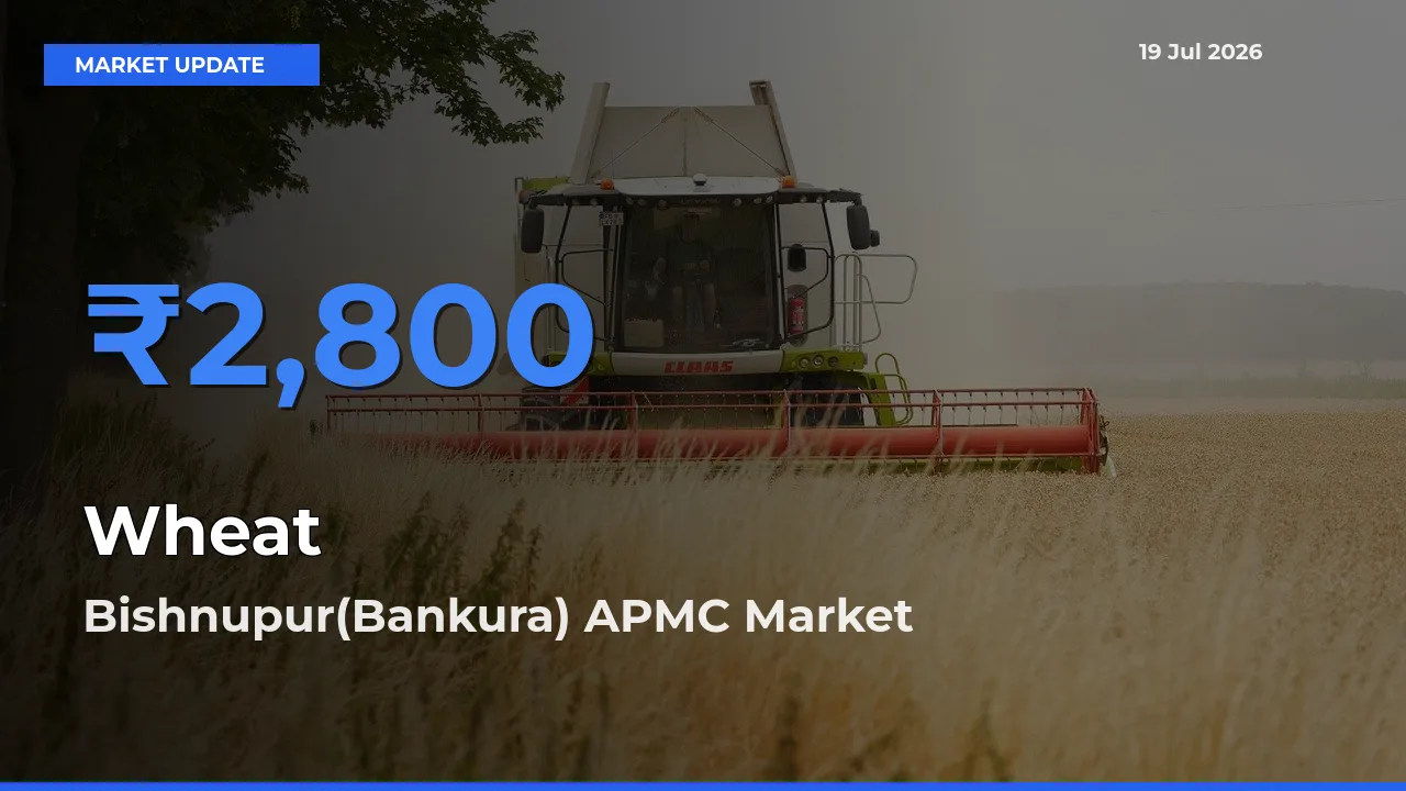 Bishnupur(Bankura) APMC Tops Wheat Rates – July 19 Market Update