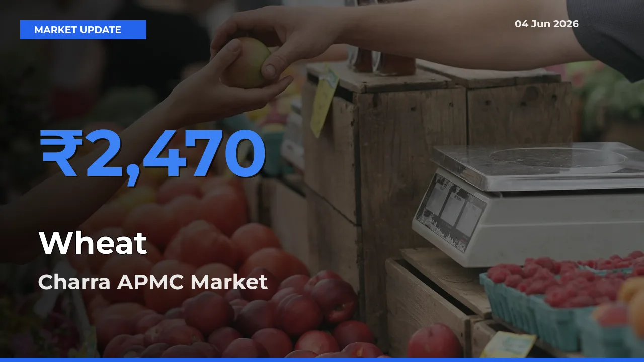 Top Performer! Charra APMC Offers Best Wheat Price Today