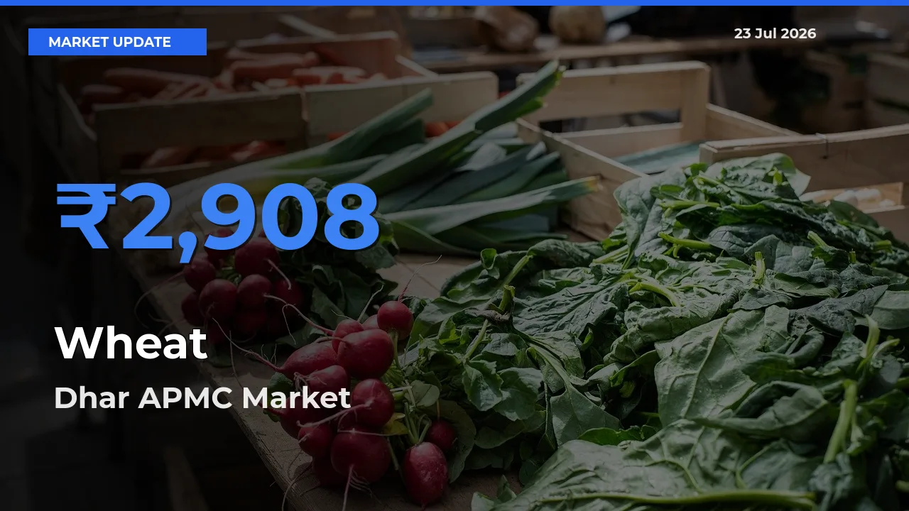 Dhar APMC Tops Wheat Rates – July 23 Market Update