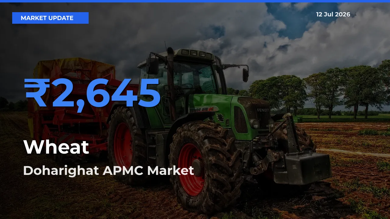 Top Performer! Doharighat APMC Offers Best Wheat Price Today