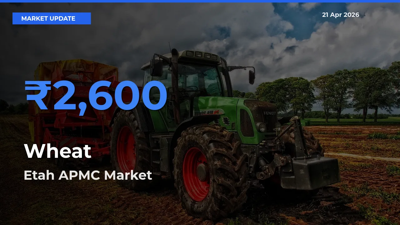 Etah APMC Offers ₹2,600 – Highest Wheat Rate Today