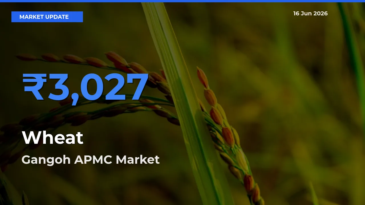 Wheat Mandi Rate Today: Gangoh APMC Tops the List