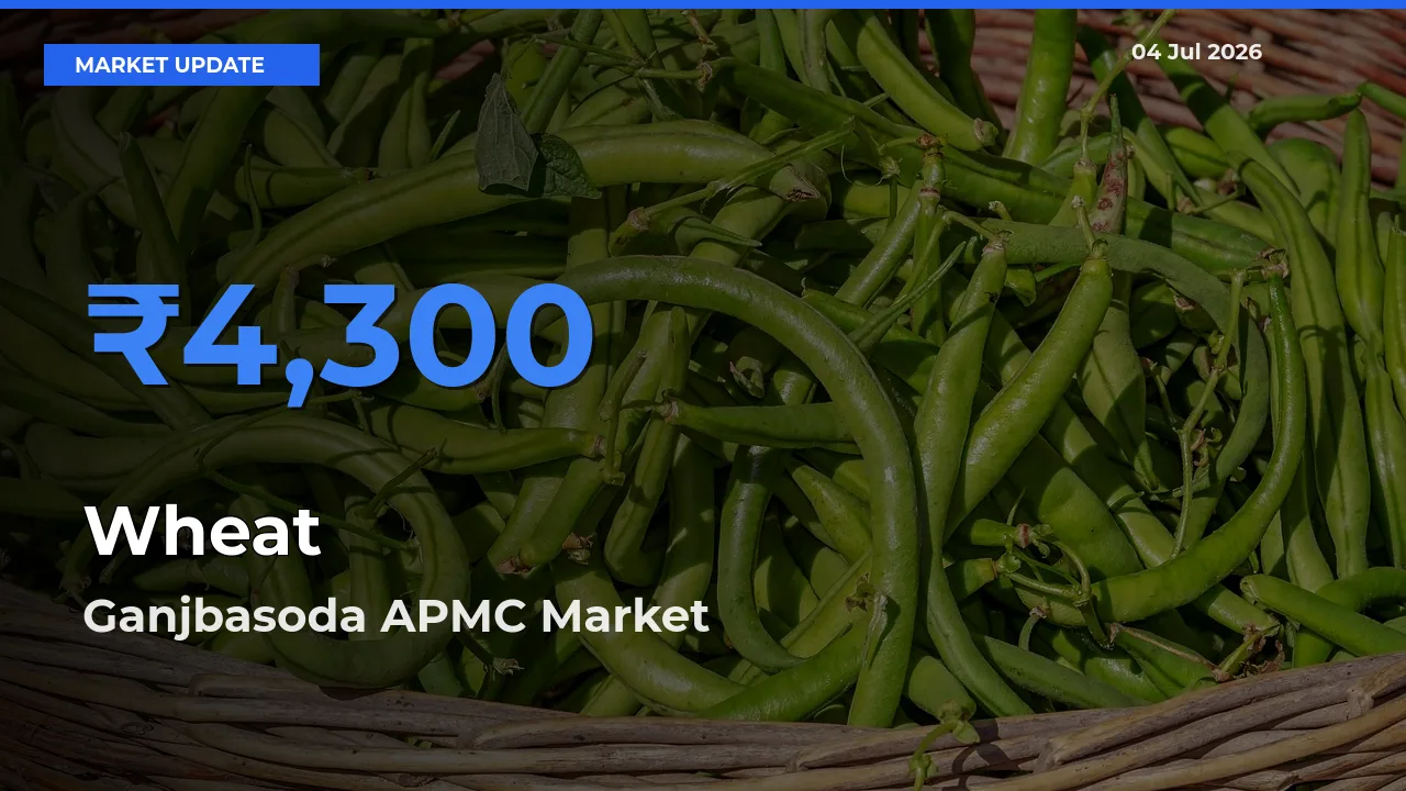 Ganjbasoda APMC Tops Wheat Mandi Rates Today