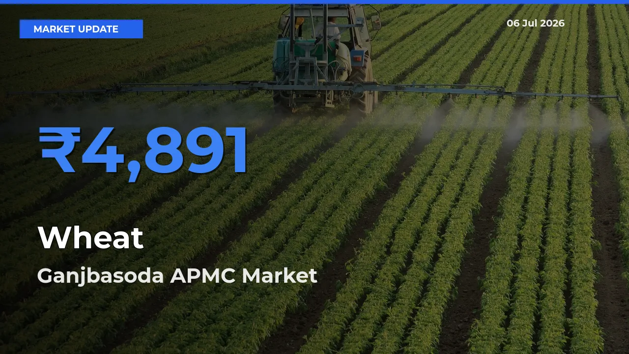 Farmers Prefer Ganjbasoda APMC as Wheat Hits Highest Rate