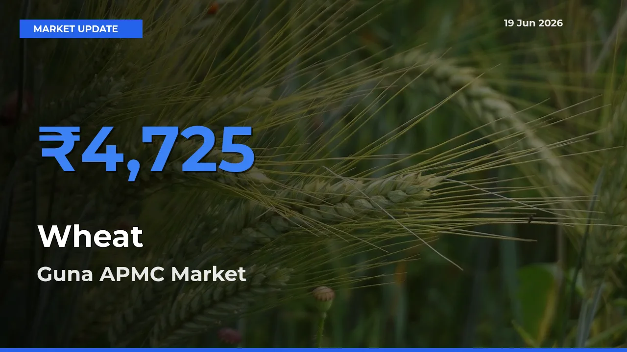 Guna APMC Offers ₹4,725 – Highest Wheat Rate Today